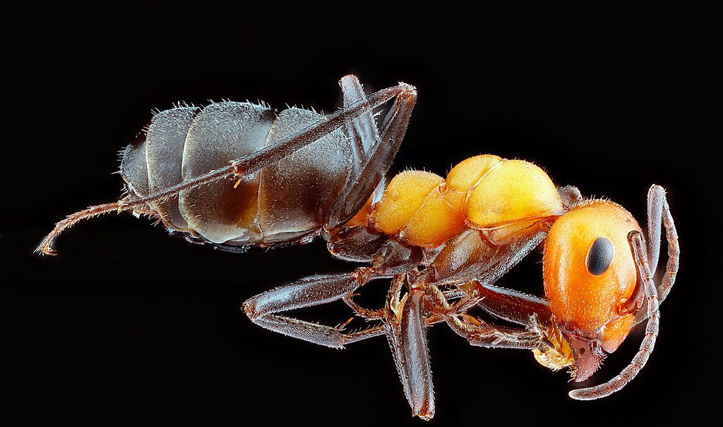 Ant Control service in Allen, TX