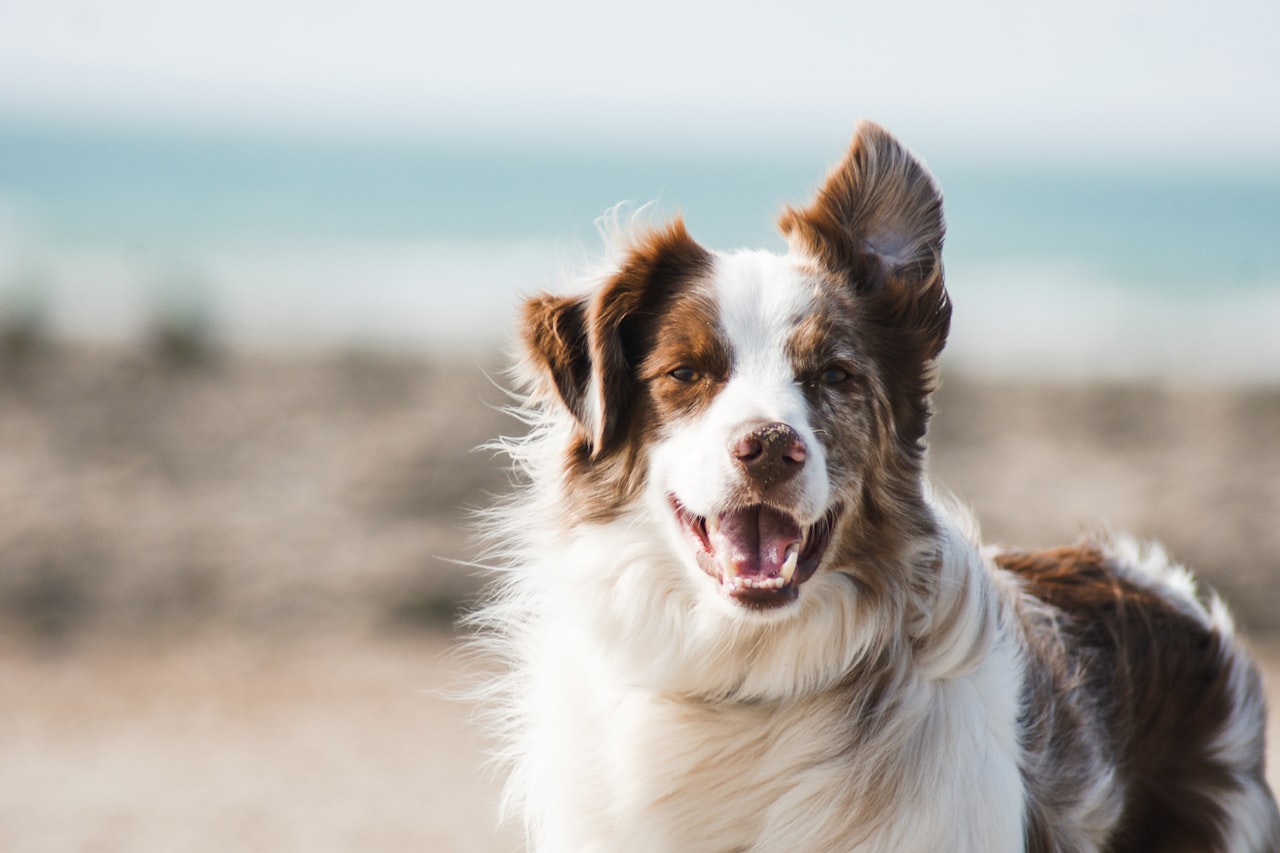 Flea & Tick Control service in Allen, TX
