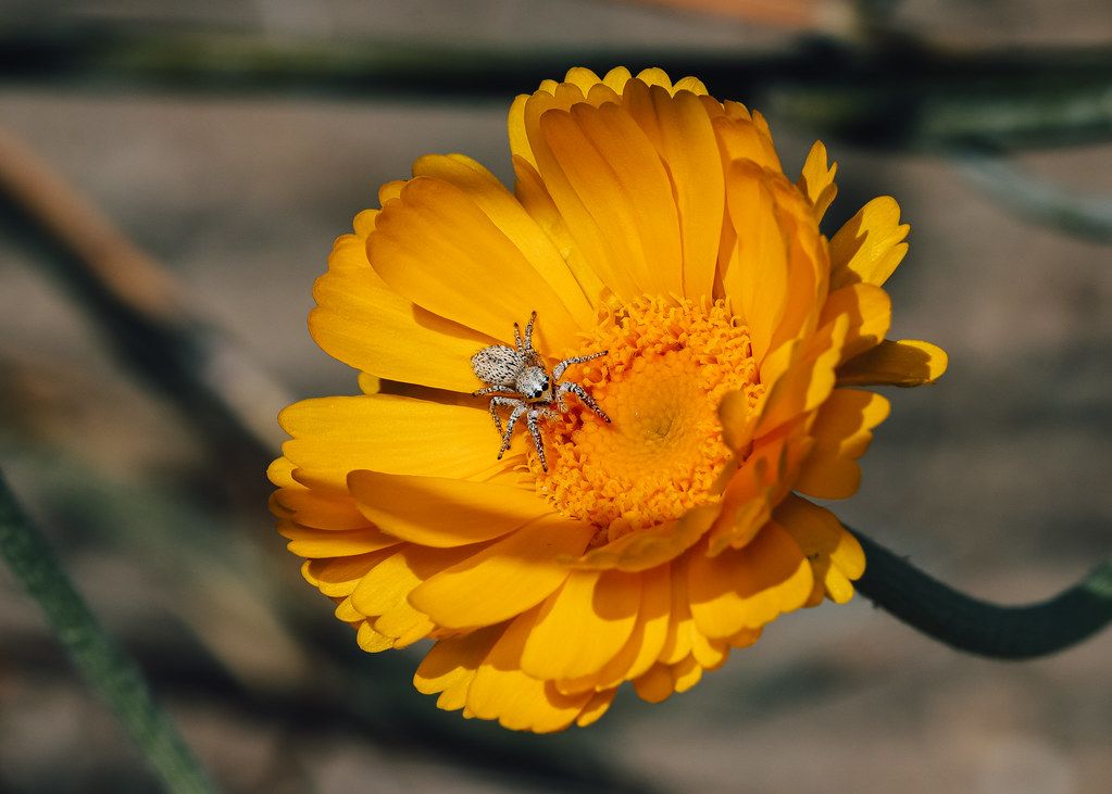 Spider Control service in Allen, TX